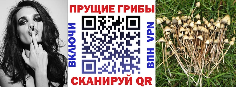 Купить где  Карасук  Галлюциногенные грибы Cubensis 